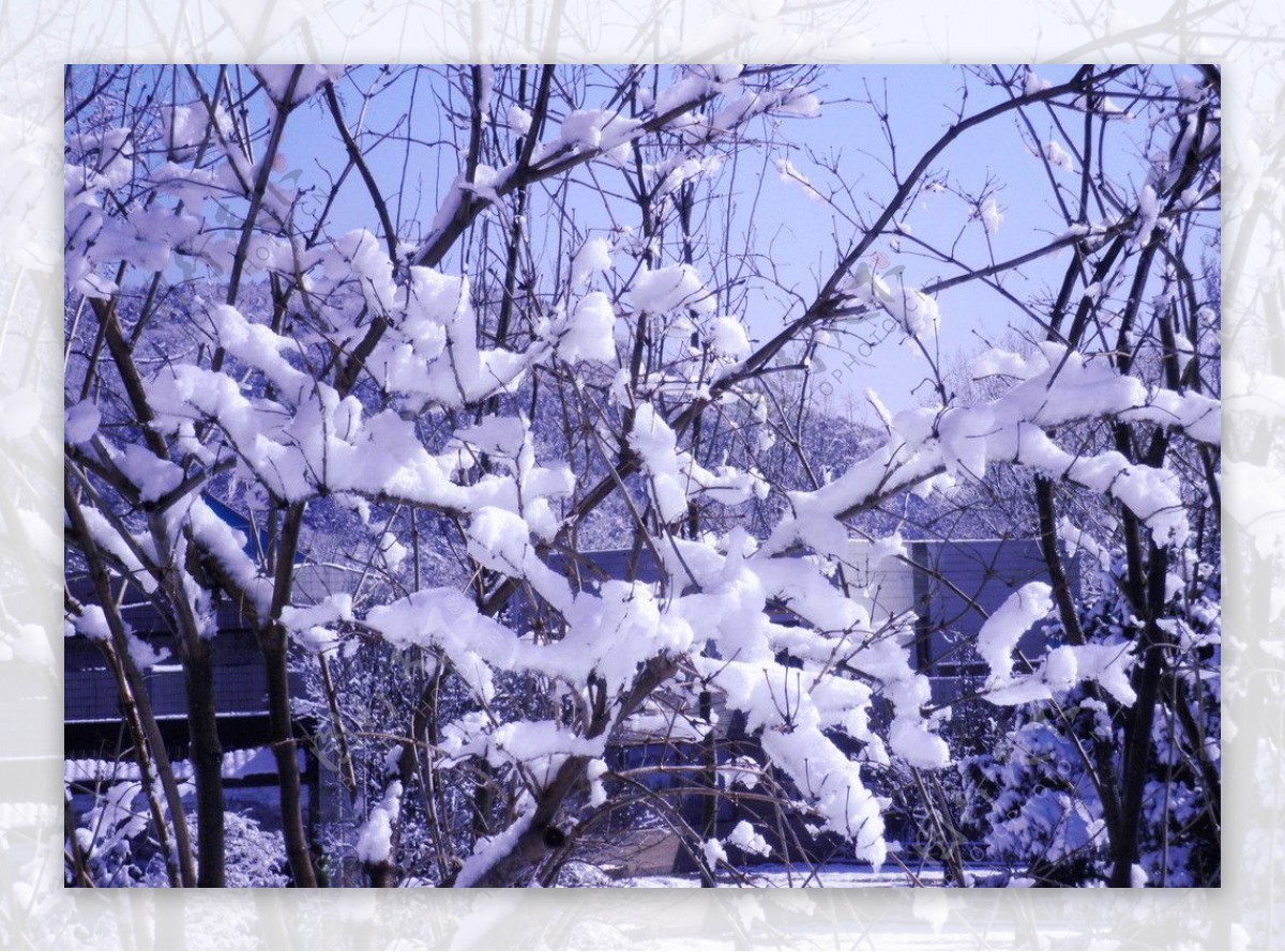 雪景玉树琼枝图片