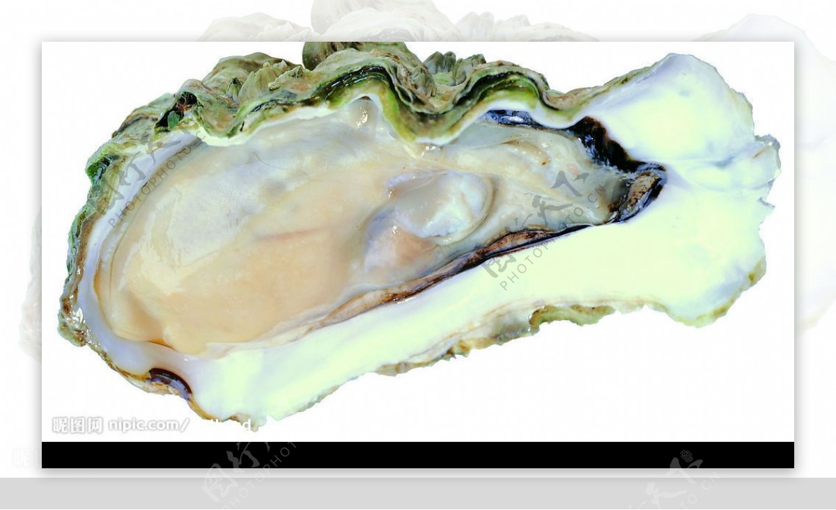 海鲜牡蛎生蚝图片