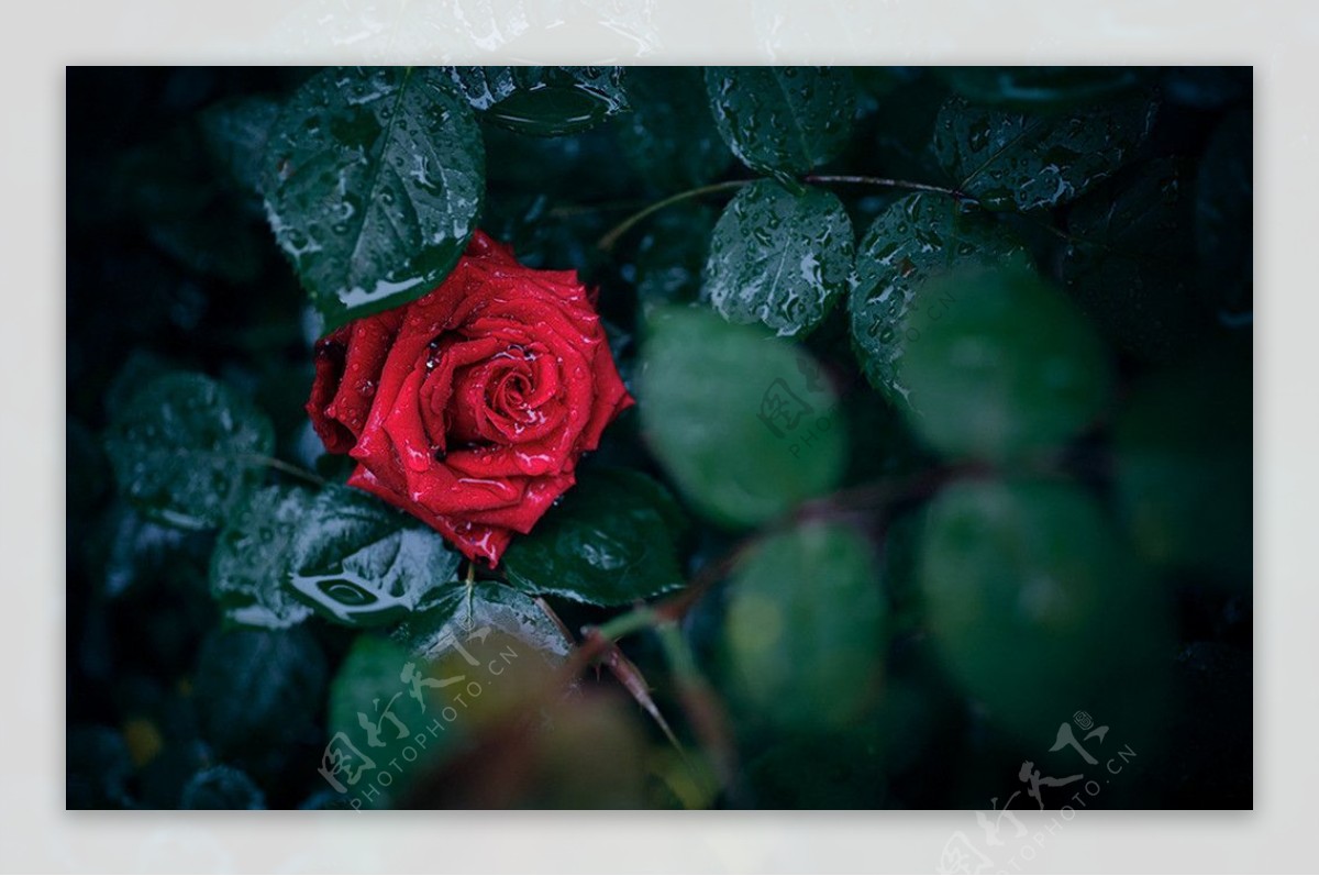 雨后玫瑰图片