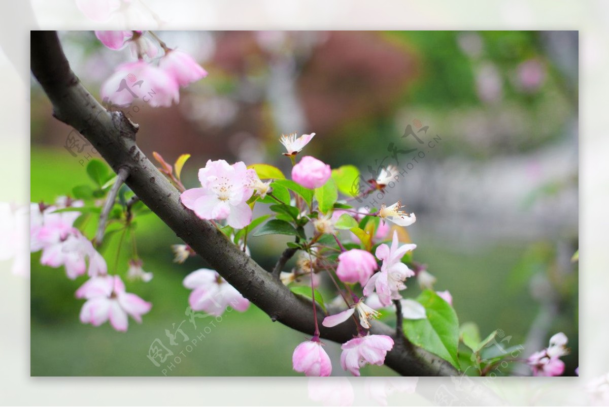 桃花枝节图片