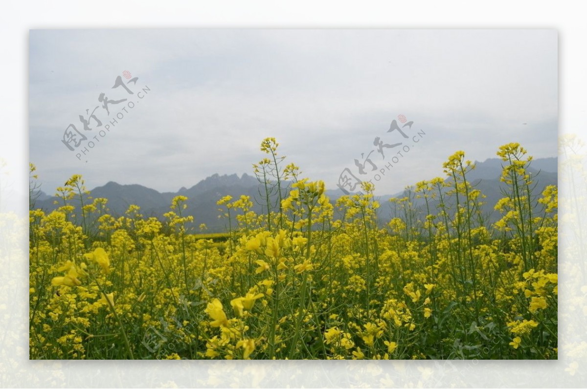 油菜花开图片