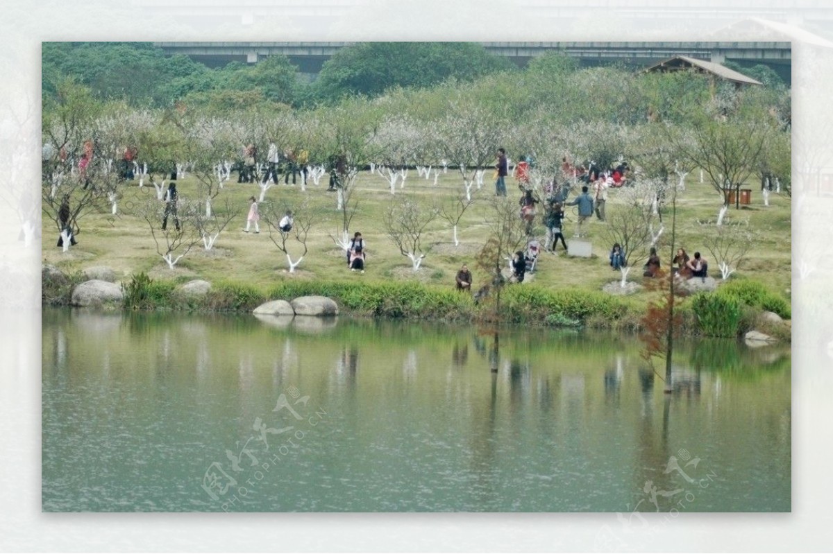 梅花节看梅花的游客图片