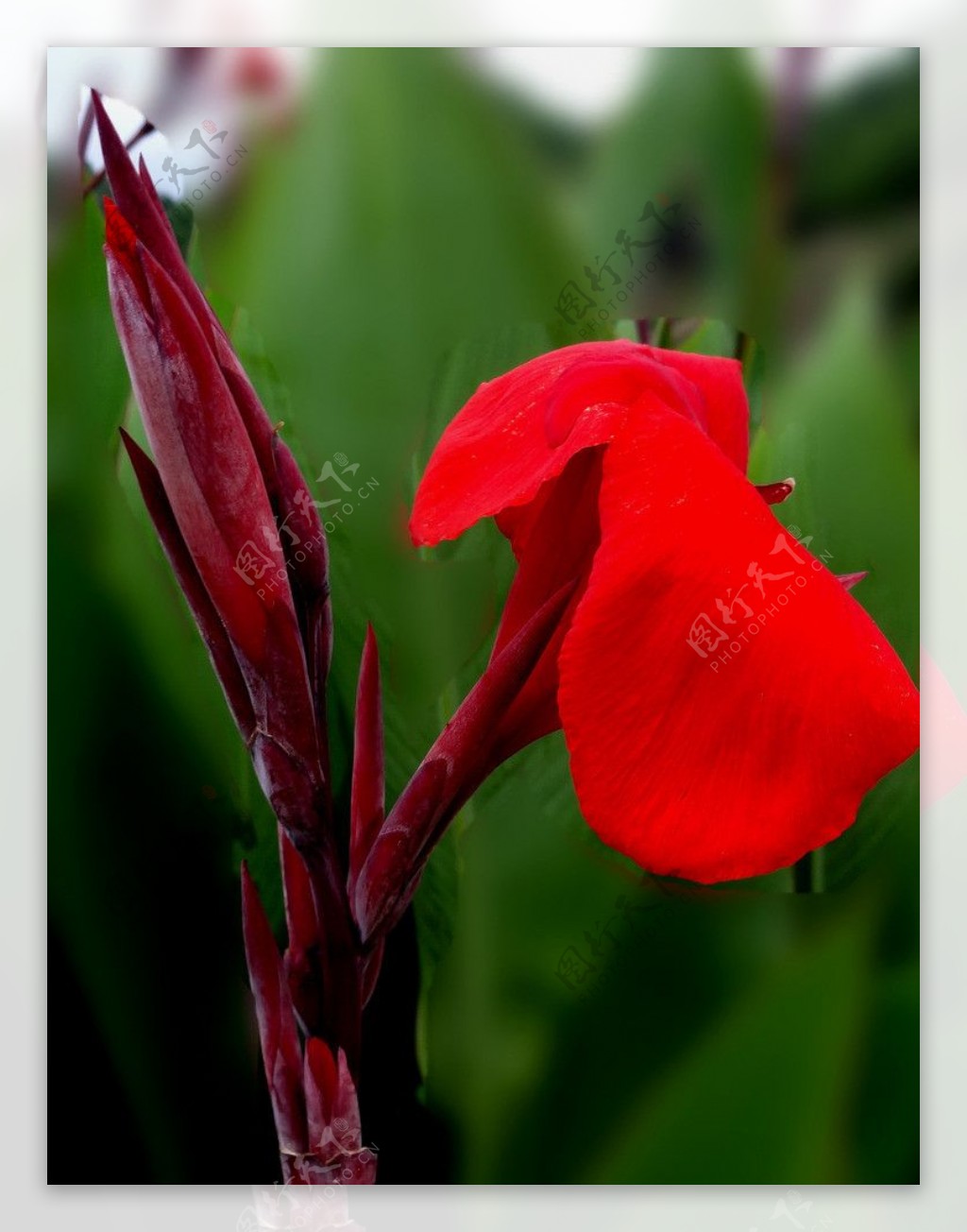 芭蕉花图片