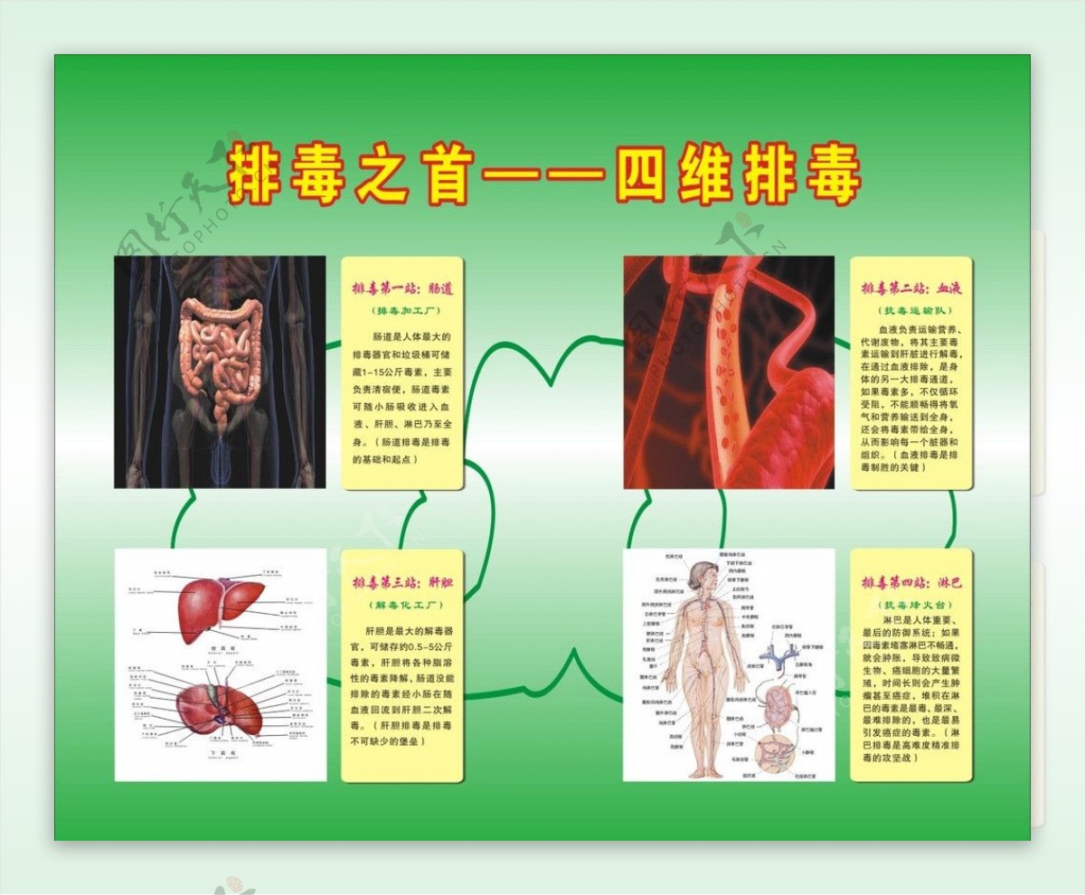 排毒之首四维排毒图片