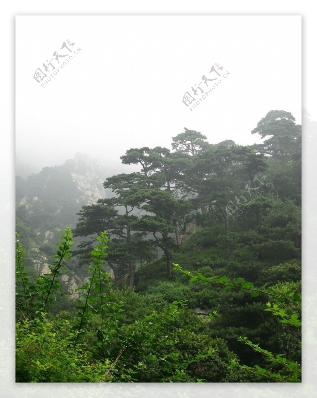 泰山自然风光云雾山林摄影图片
