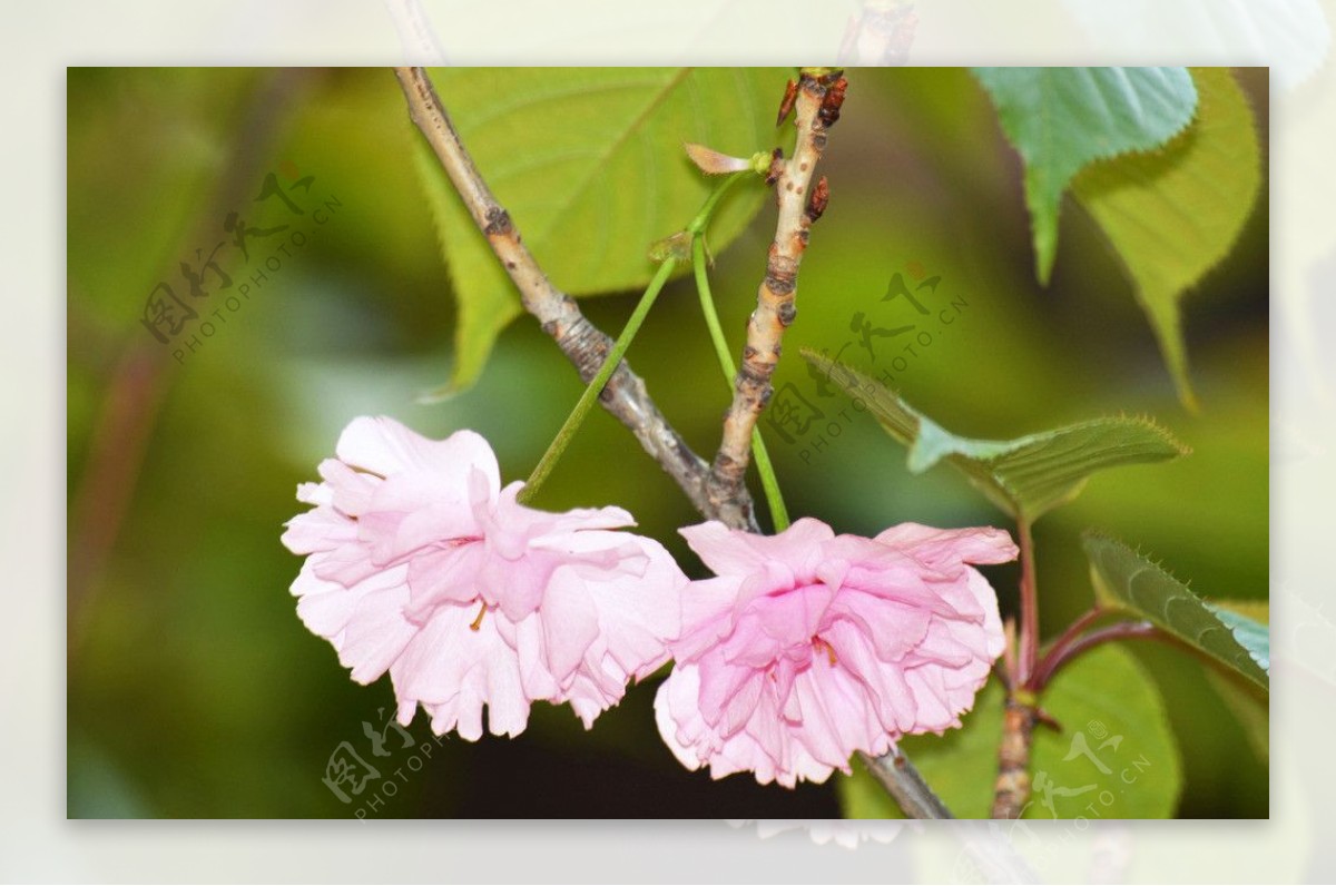 樱花图片