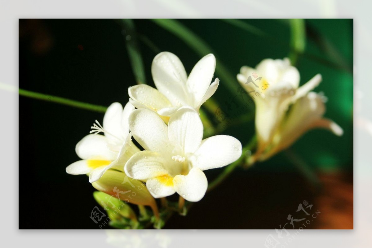 花枝招展图片