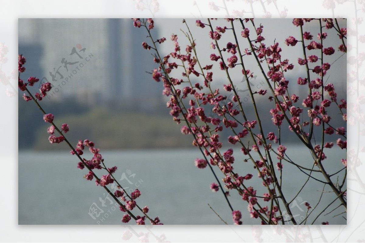 玄武湖公园图片