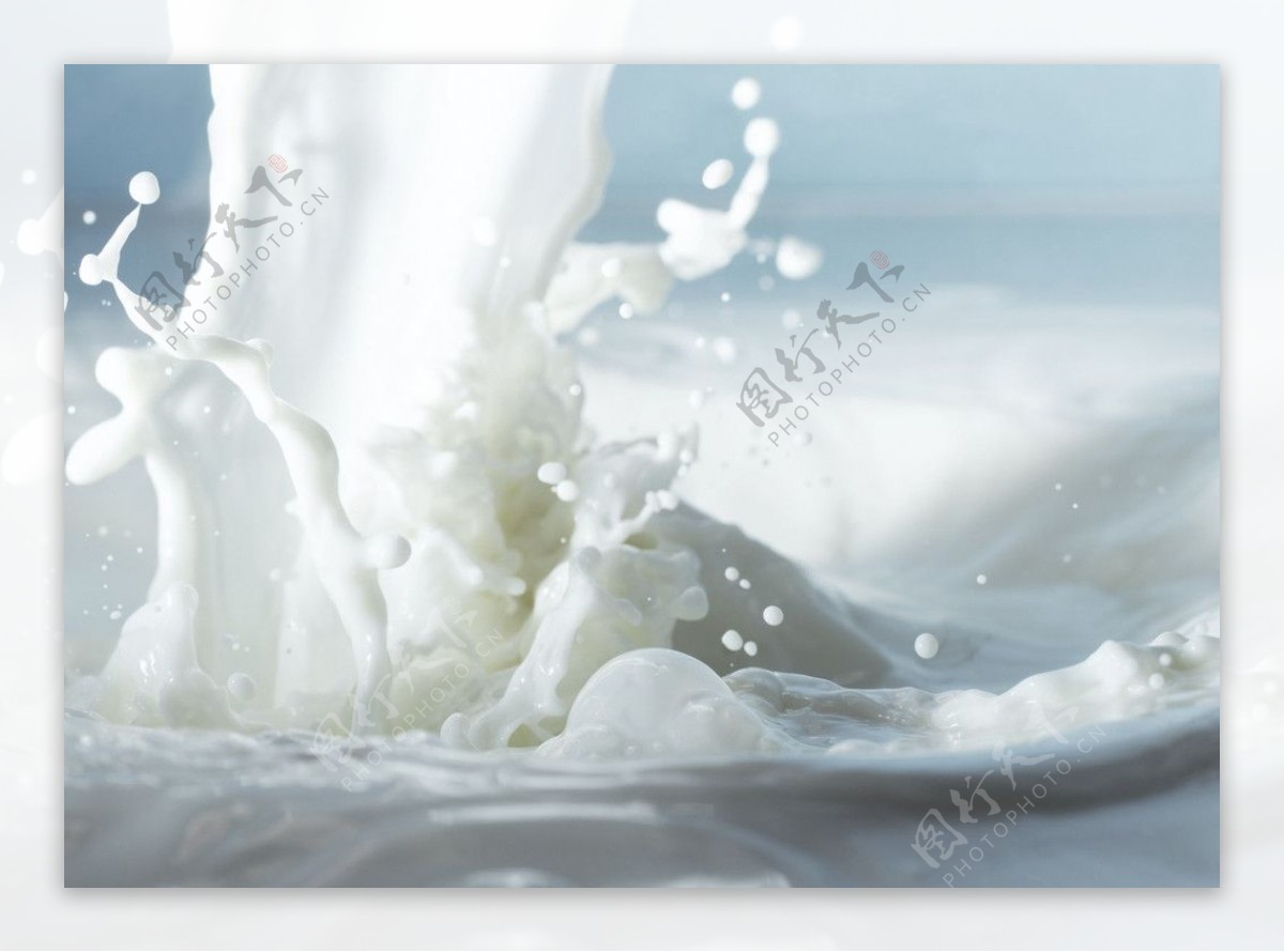 牛奶花图片