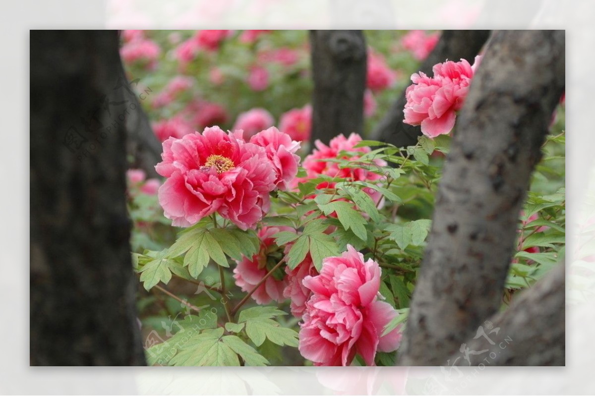 牡丹花图片