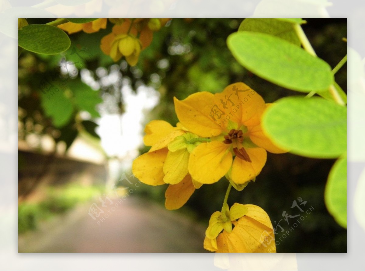 迎春花图片