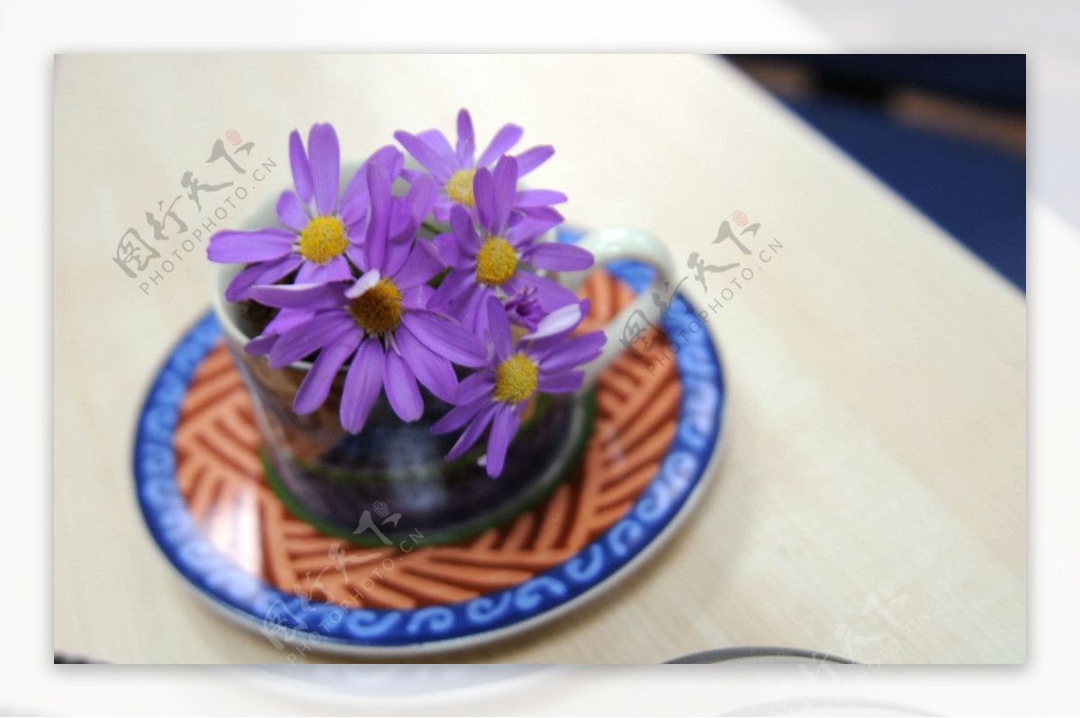 鲜花菊花紫色图片
