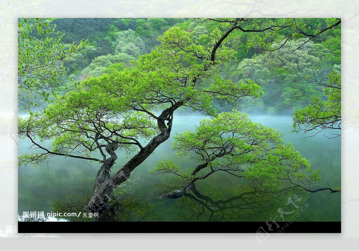 绿树山水图片
