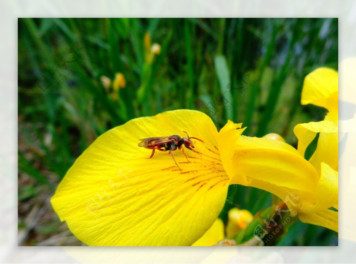 黄花与蜜蜂图片