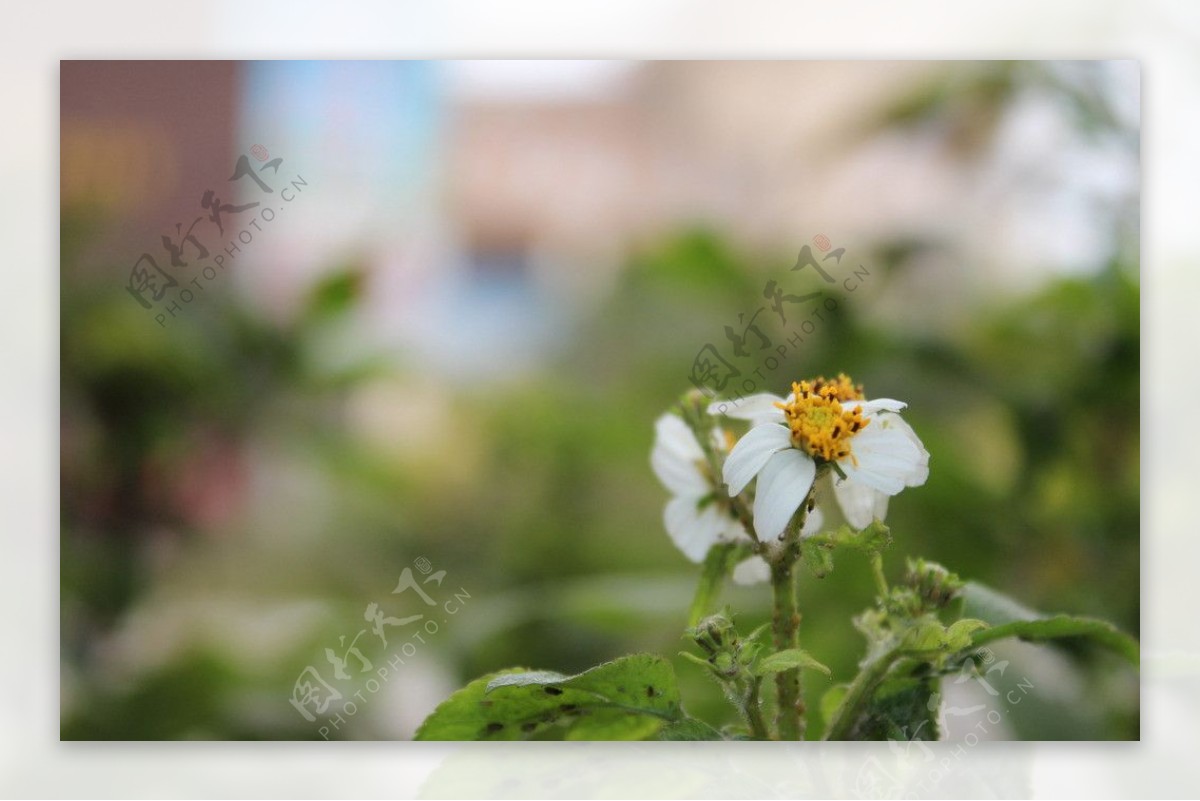 小菊花图片