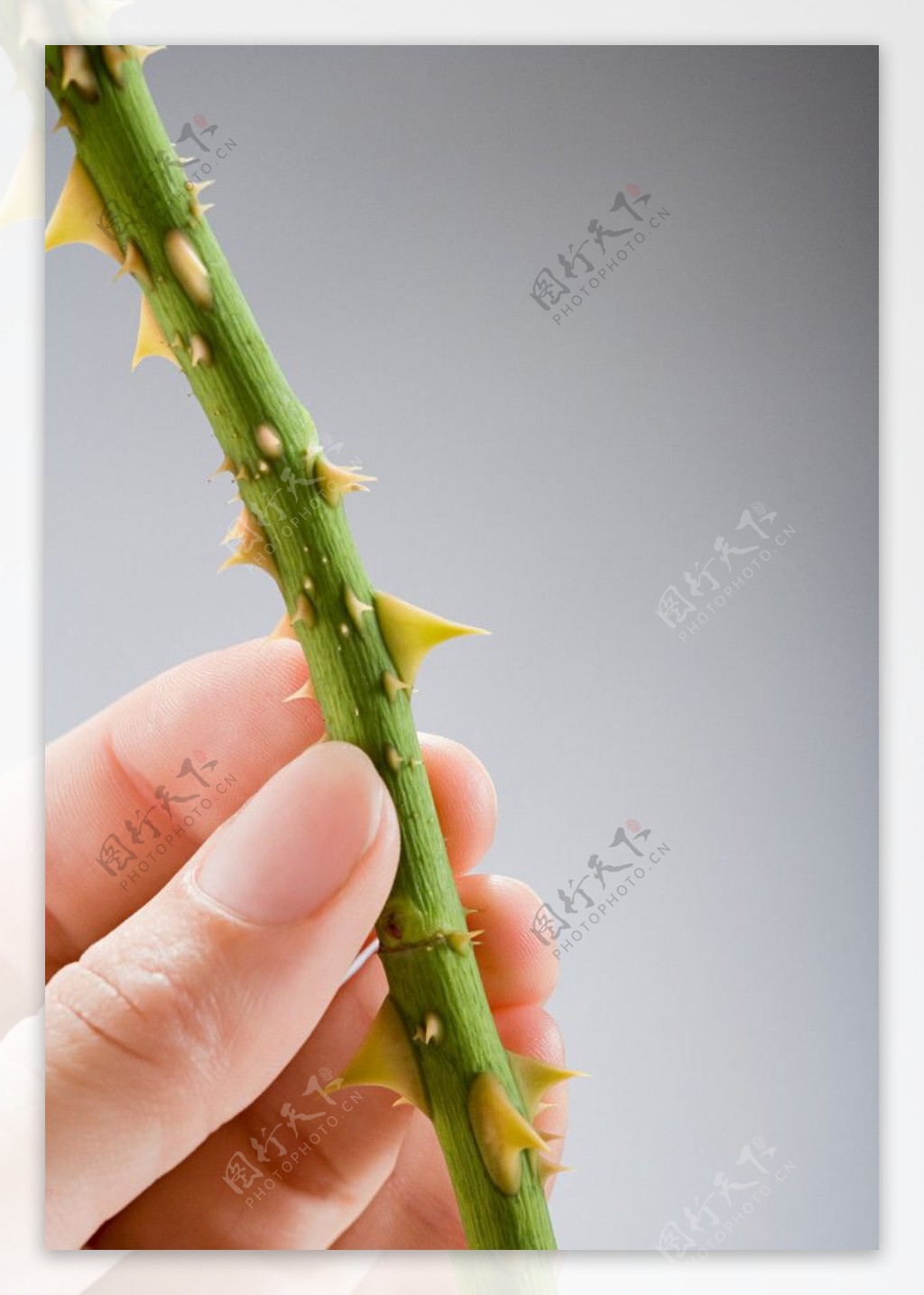 植物根茎图片