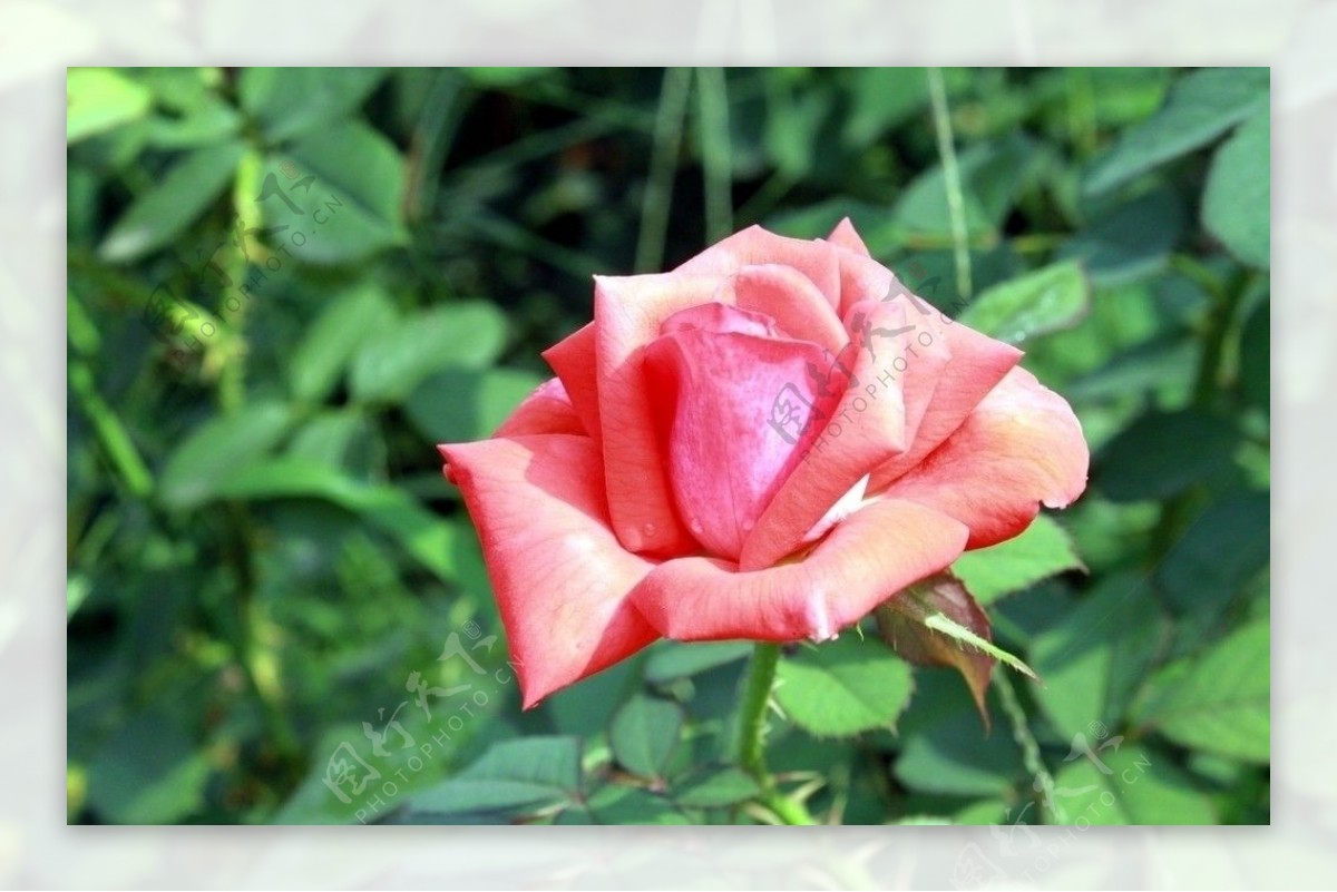 玫瑰、花、爱情 - 免费可商用图片 - cc0.cn