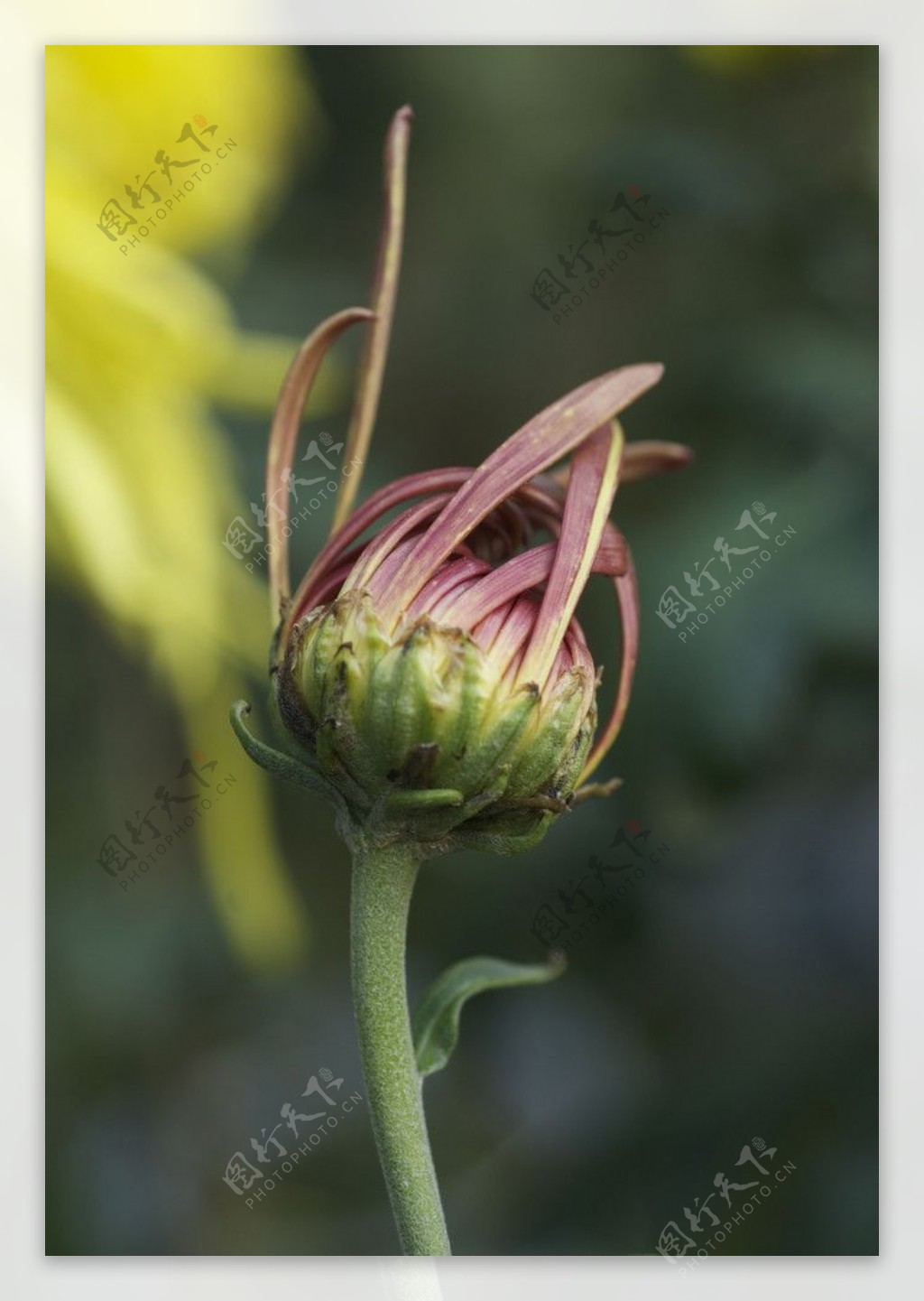 菊花花苞图片