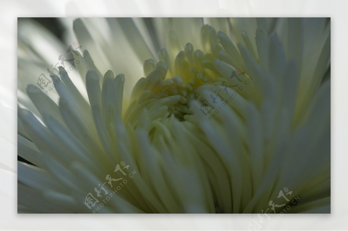 光影下的白色菊花图片