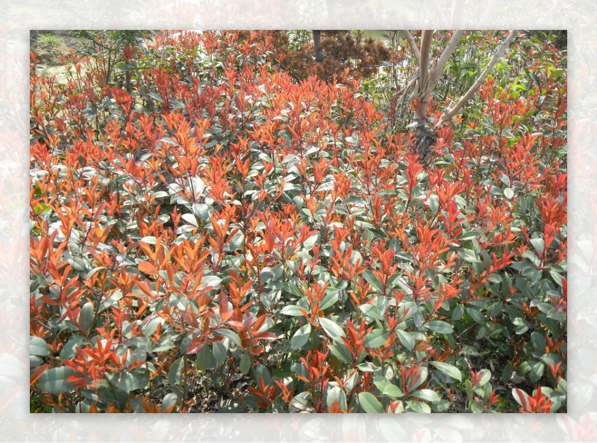 红灌丛花图片