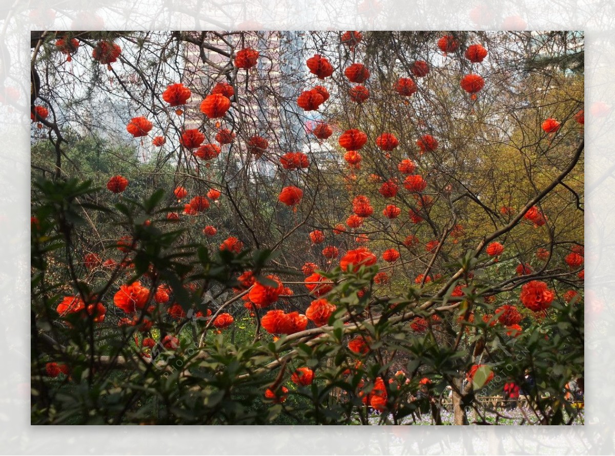 满园春色红樱花图片