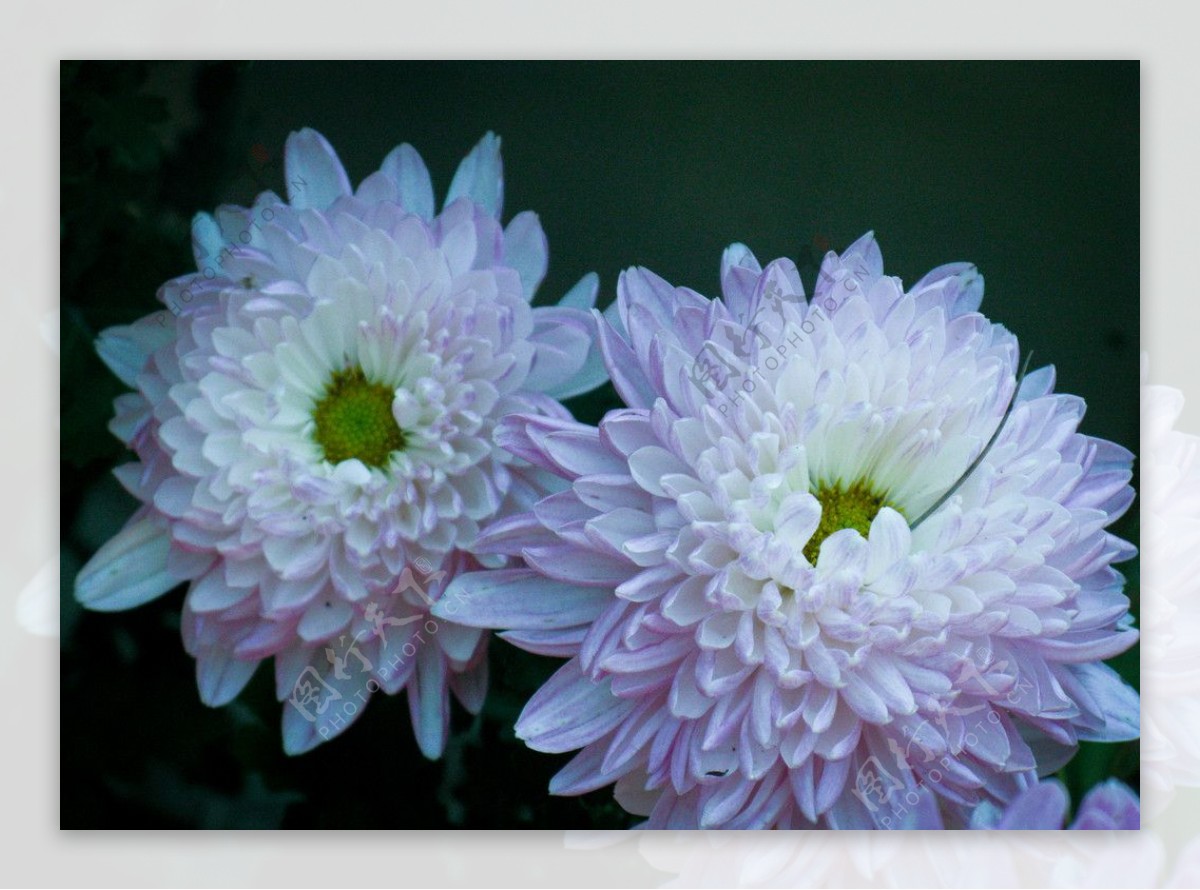 两朵菊花图片