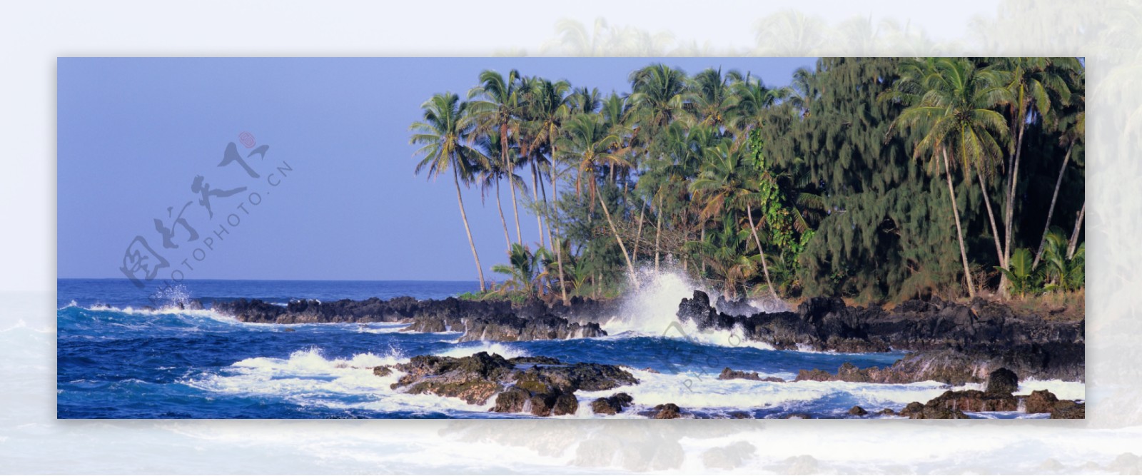 椰树海浪图片