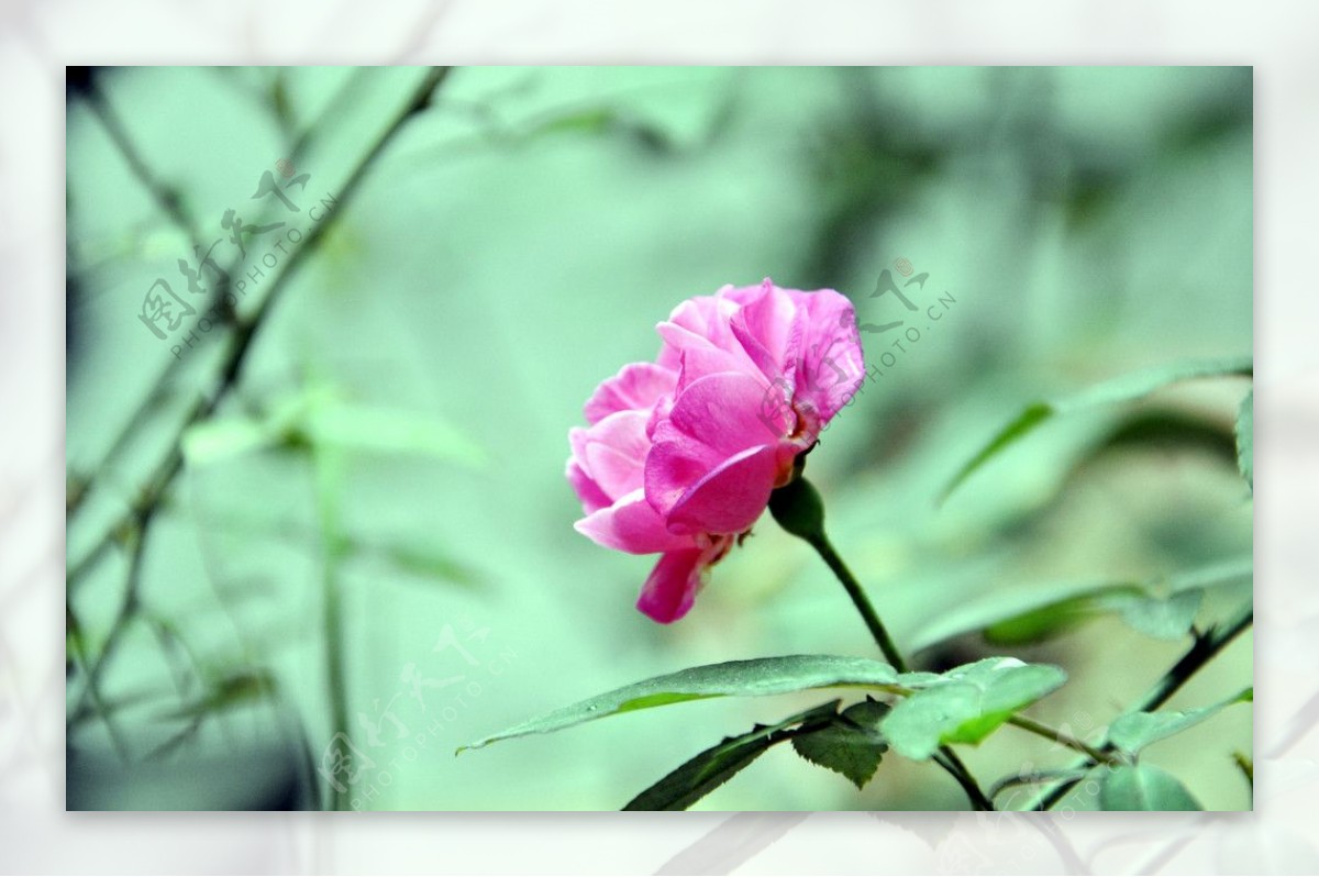 野玫瑰月季花图片