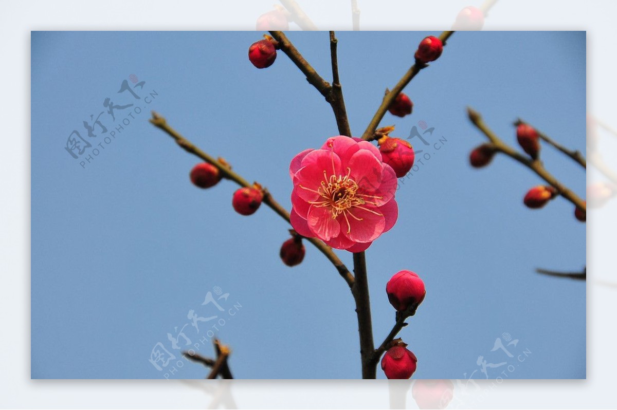 梅花图片