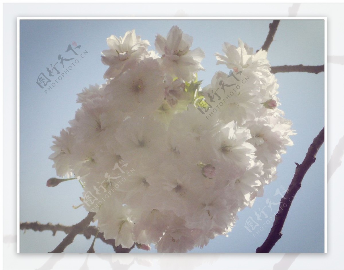 心形银樱樱花簇图片
