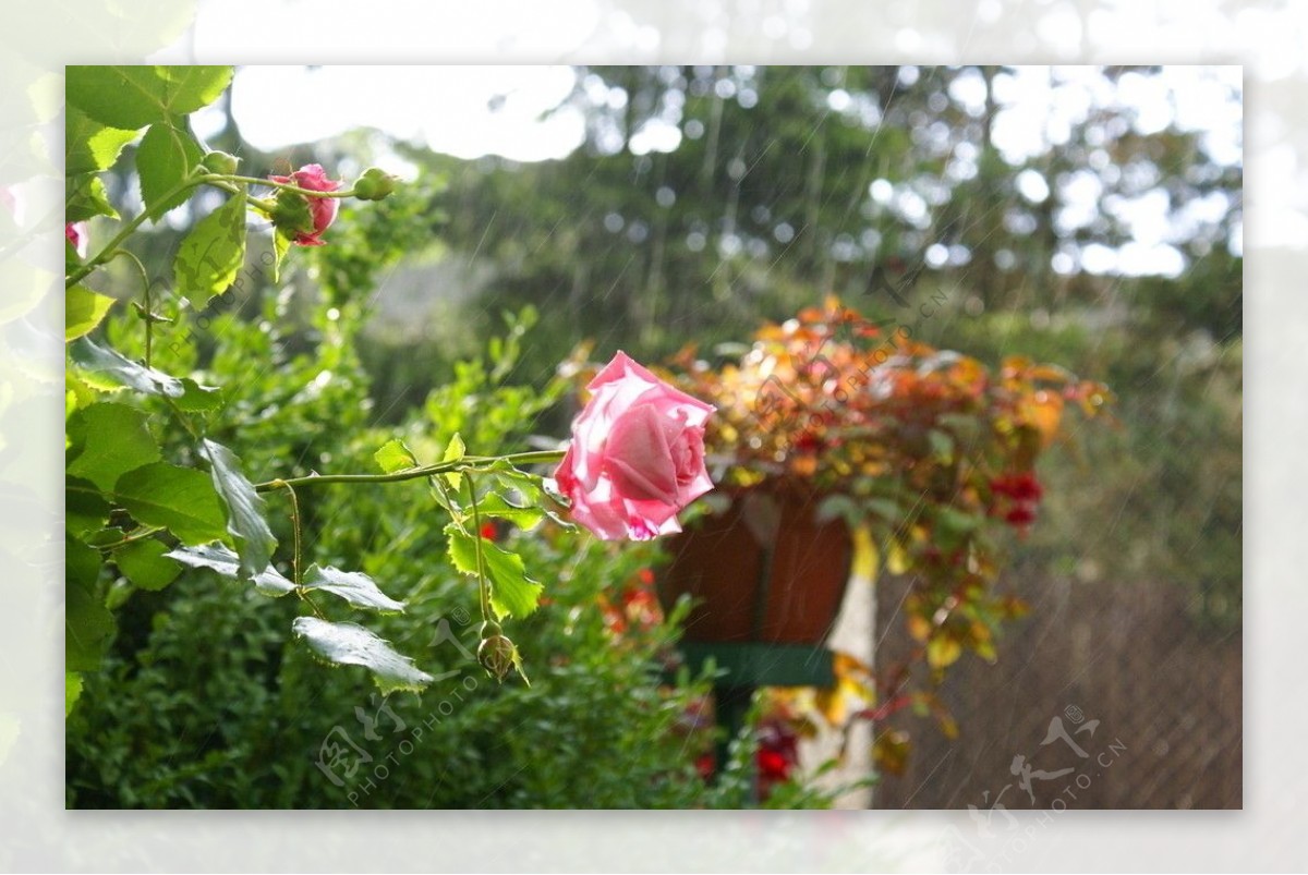 雨后玫瑰花绽放图片 - 站长素材