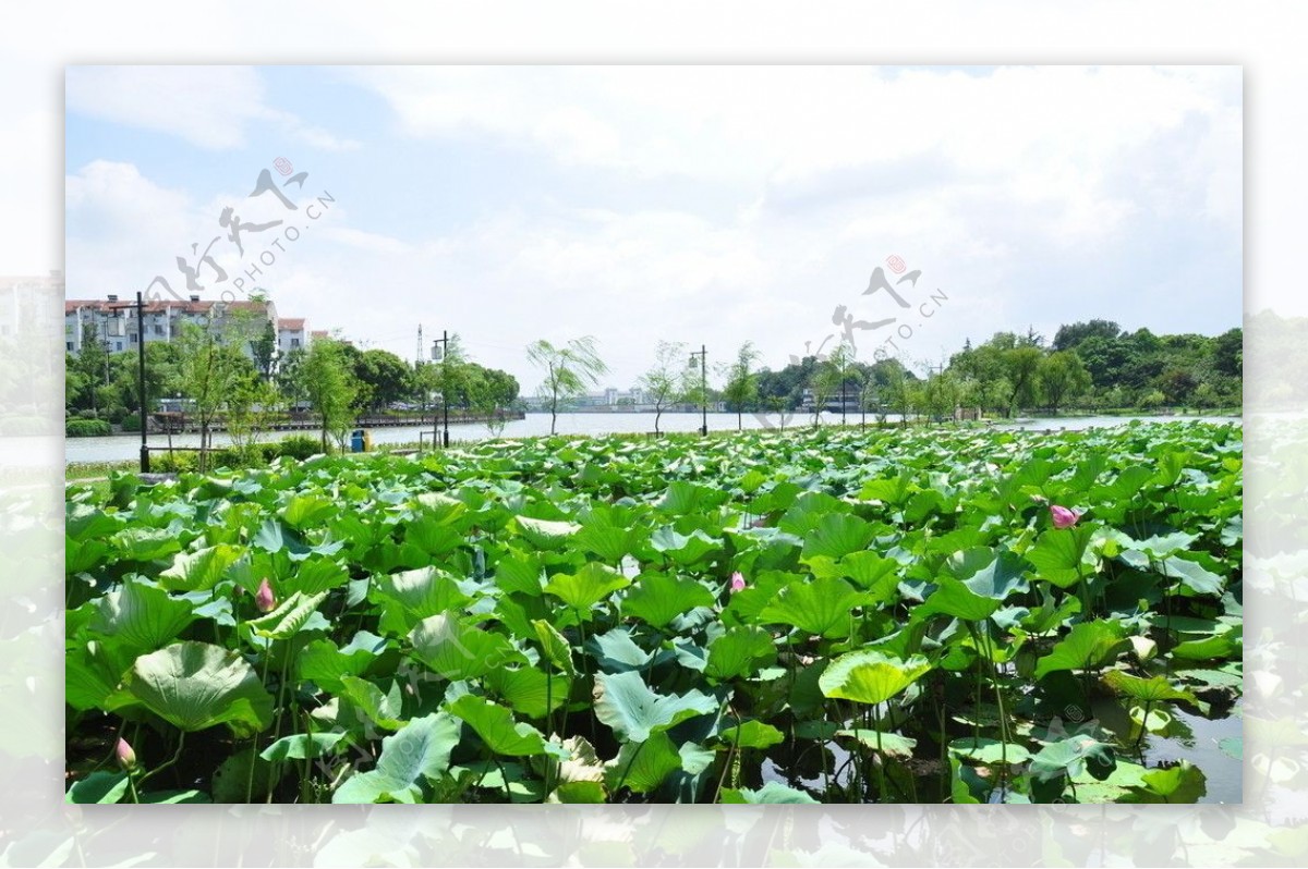 东园荷花池图片