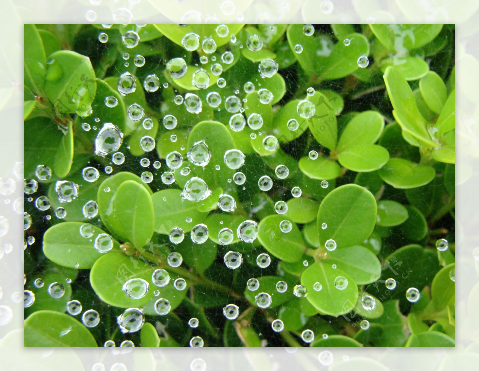 高清晰绿色植物叶子-露珠水珠