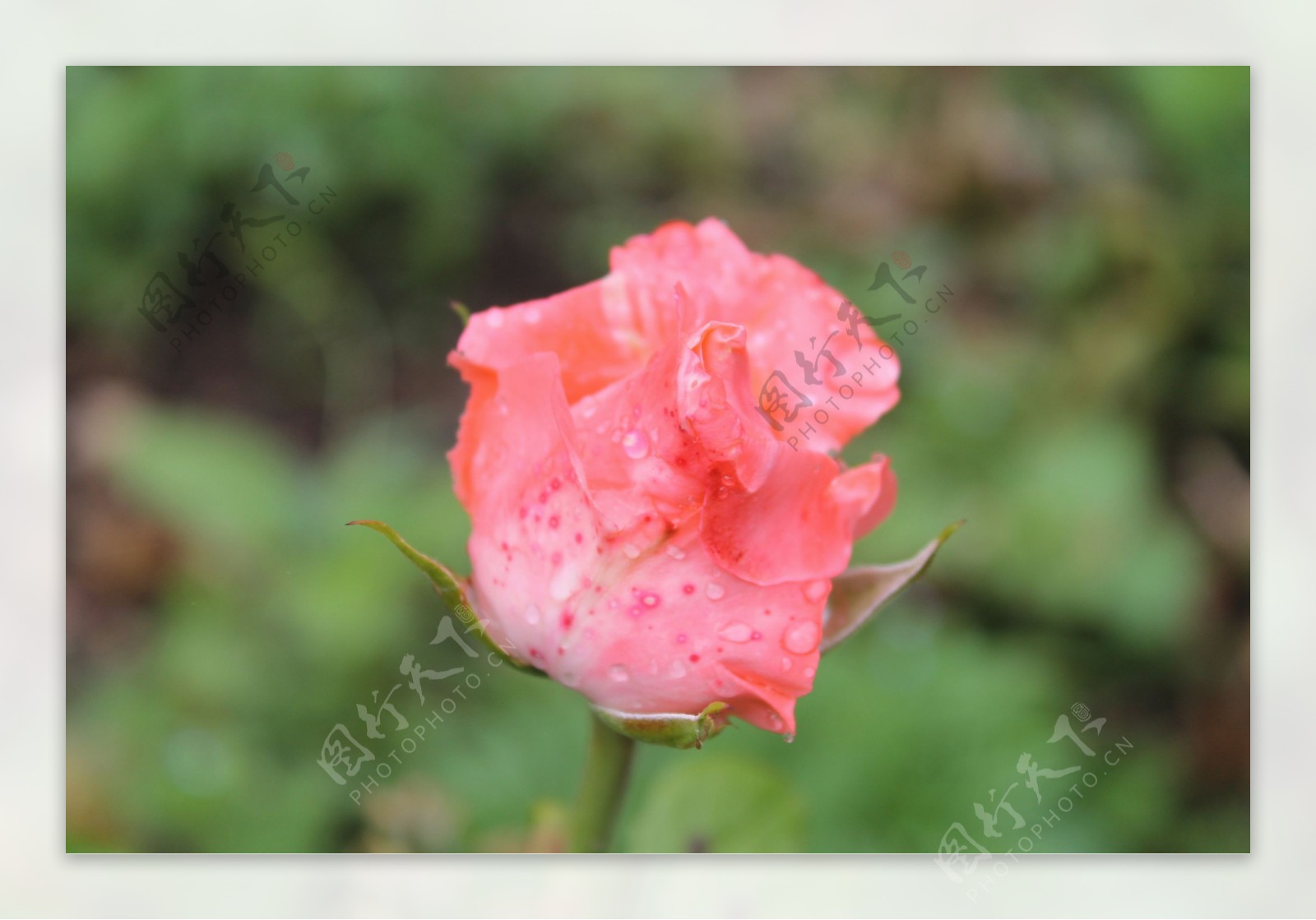 雨中玫瑰图片