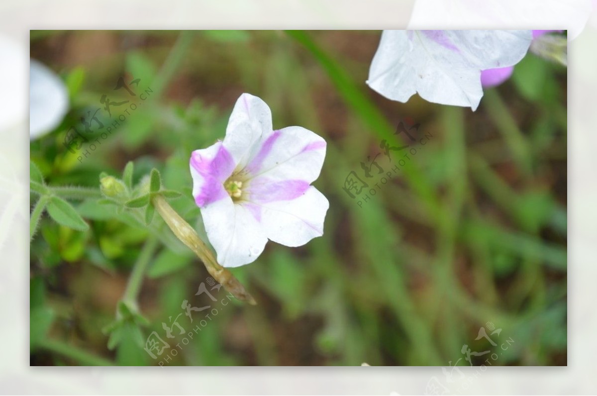 紫茉莉图片