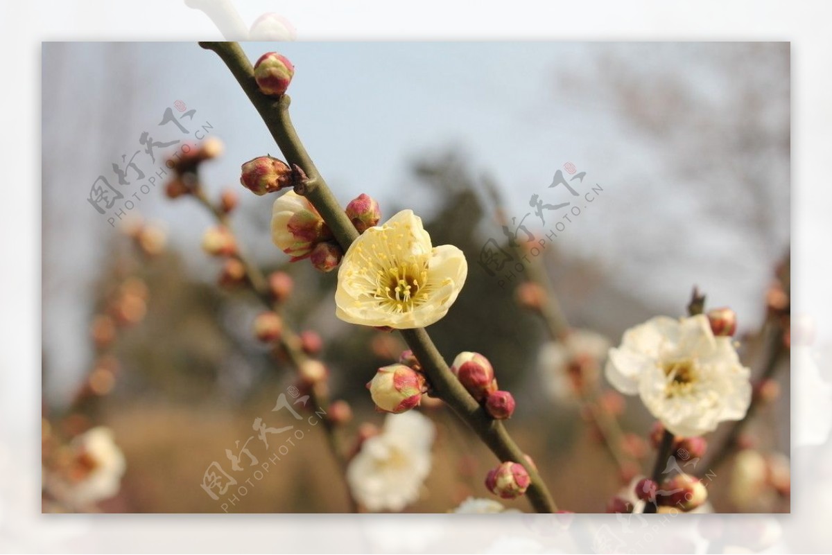 梅花图片