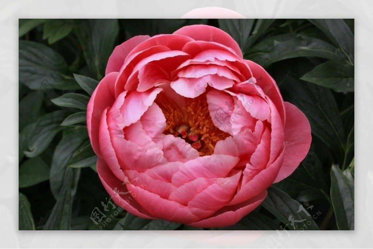桃红色牡丹花图片