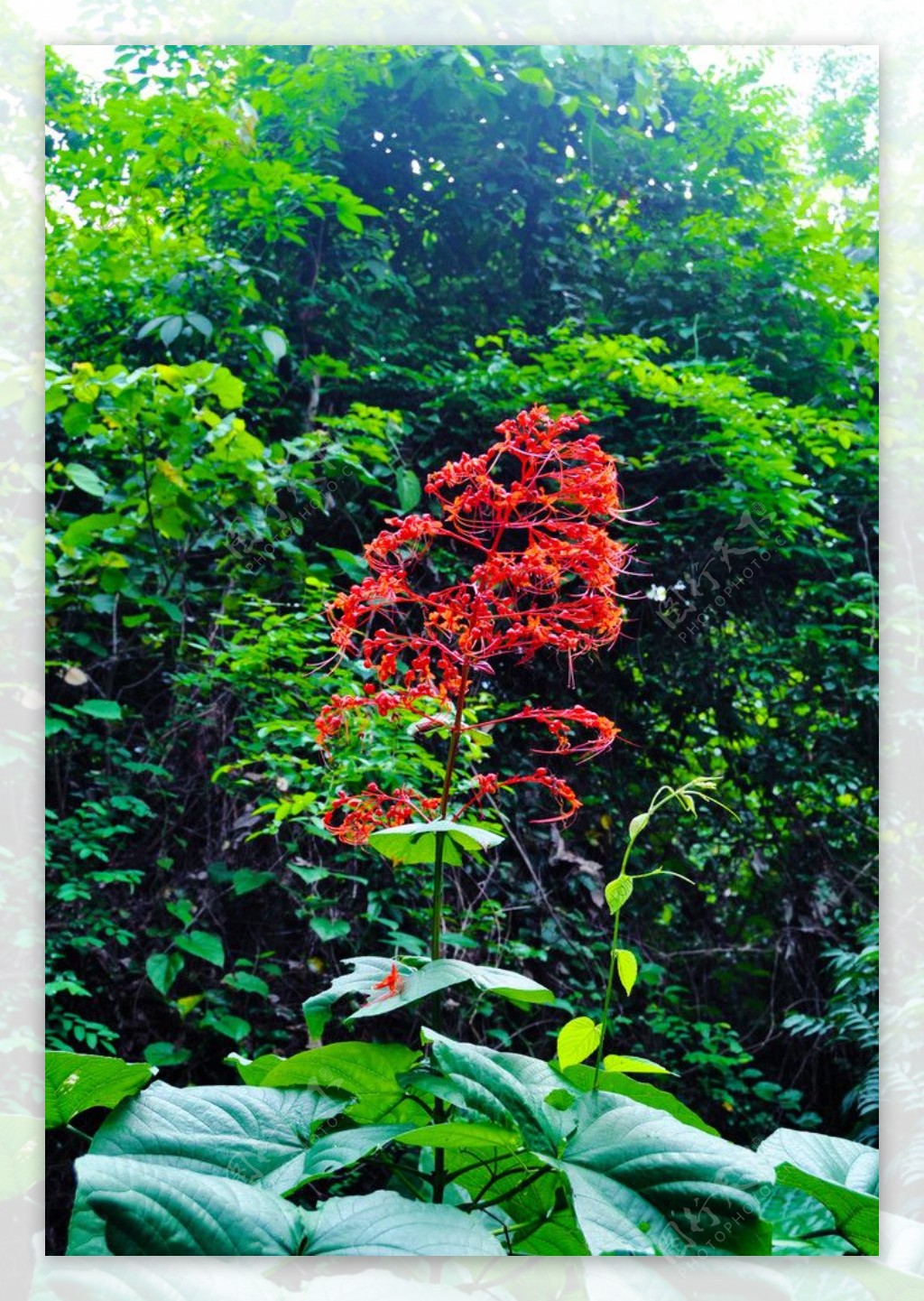 绿叶红花图片