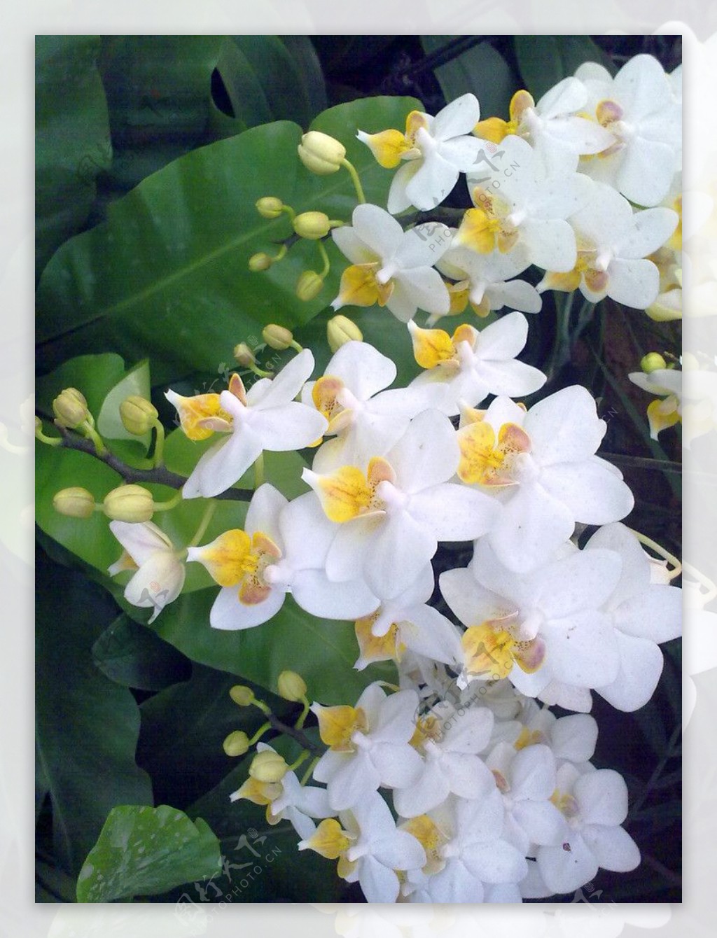 白色蝴蝶兰图片