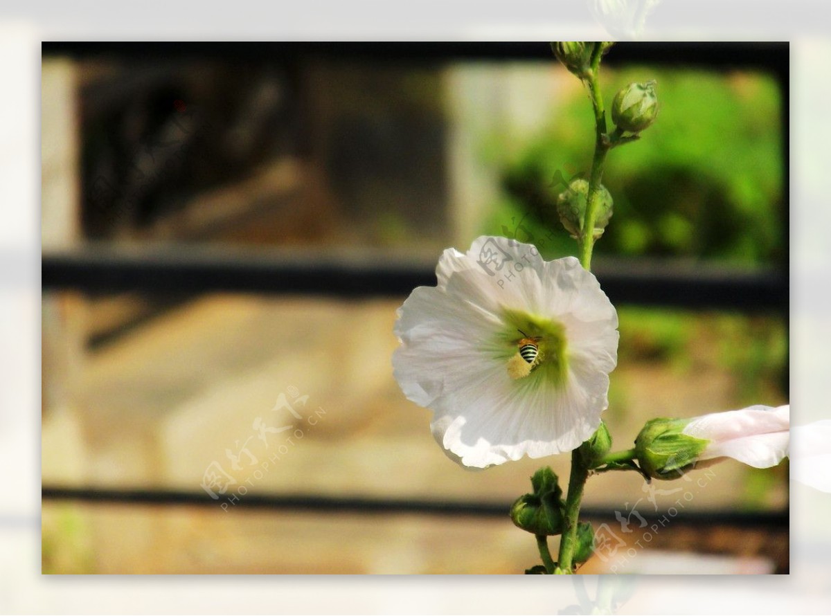 蜜蜂与花图片