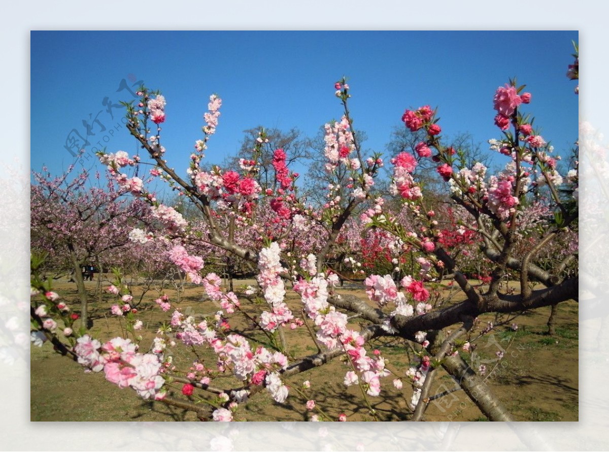 桃花桃图片