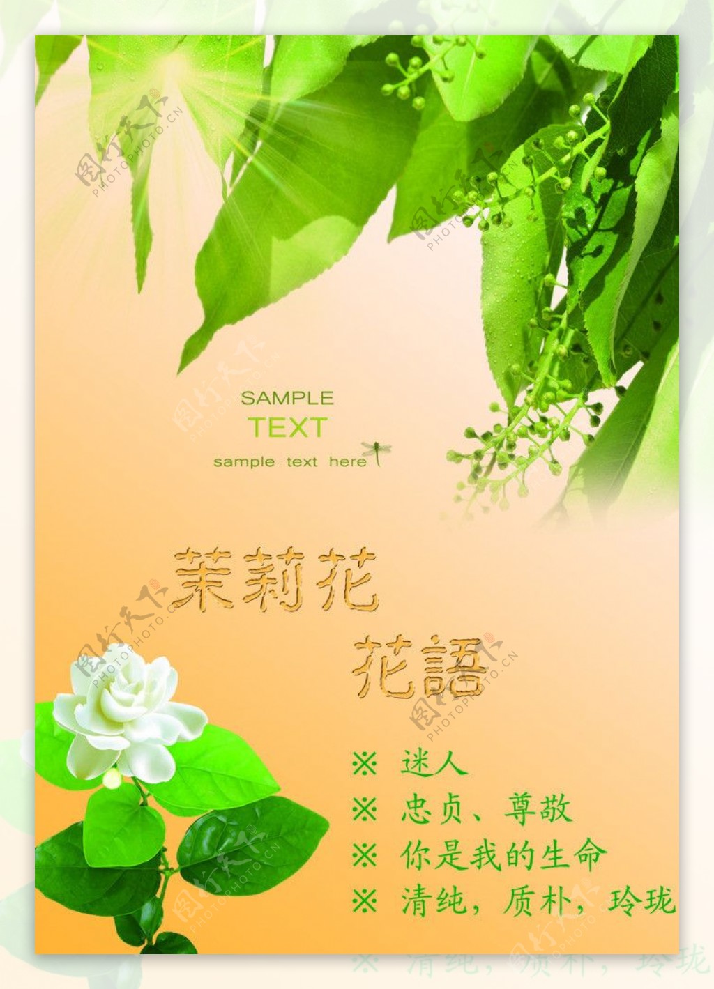 茉莉花图片