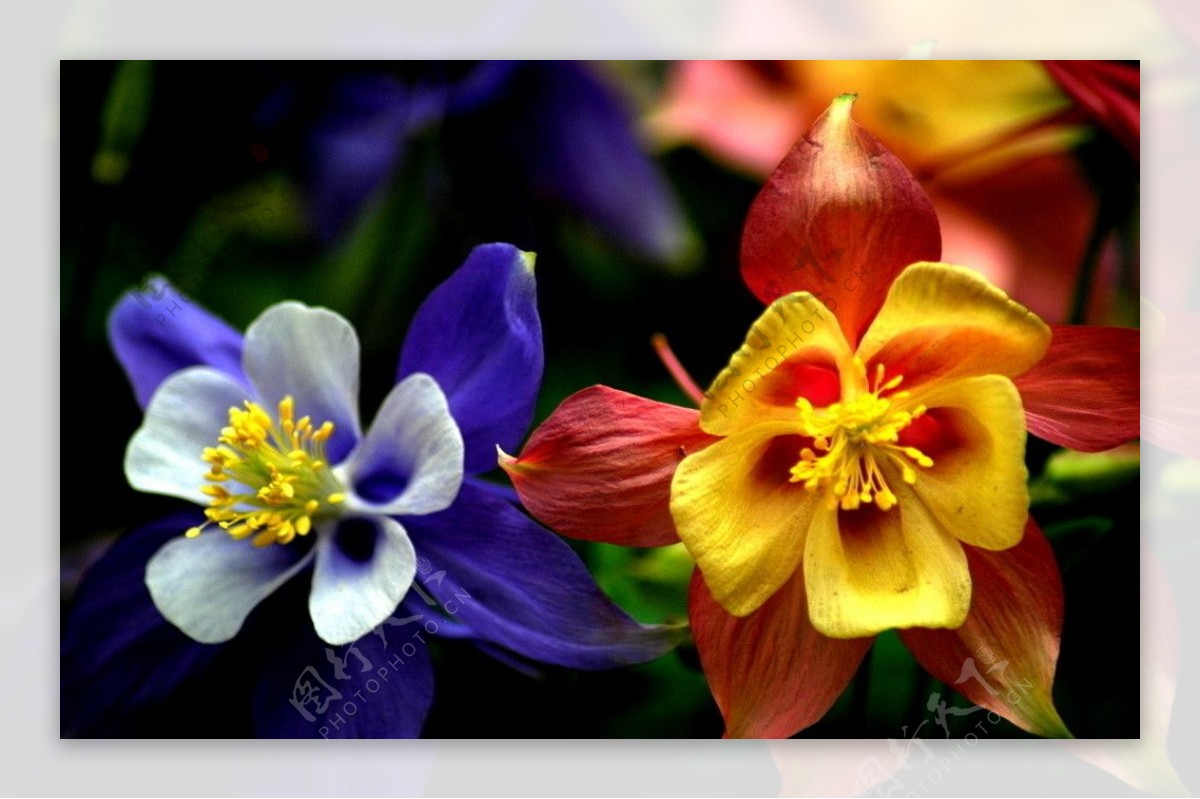 上海植物园花卉图片