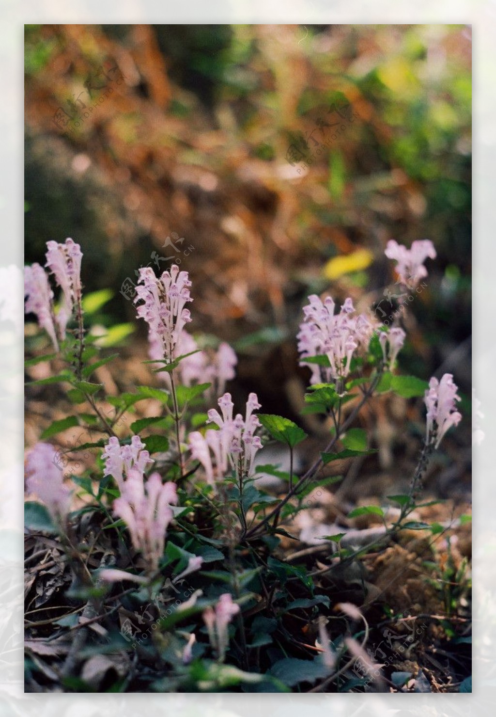 淡紫色小野花图片