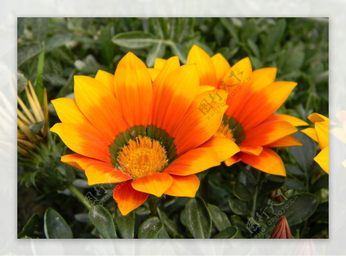 橙色花卉图片