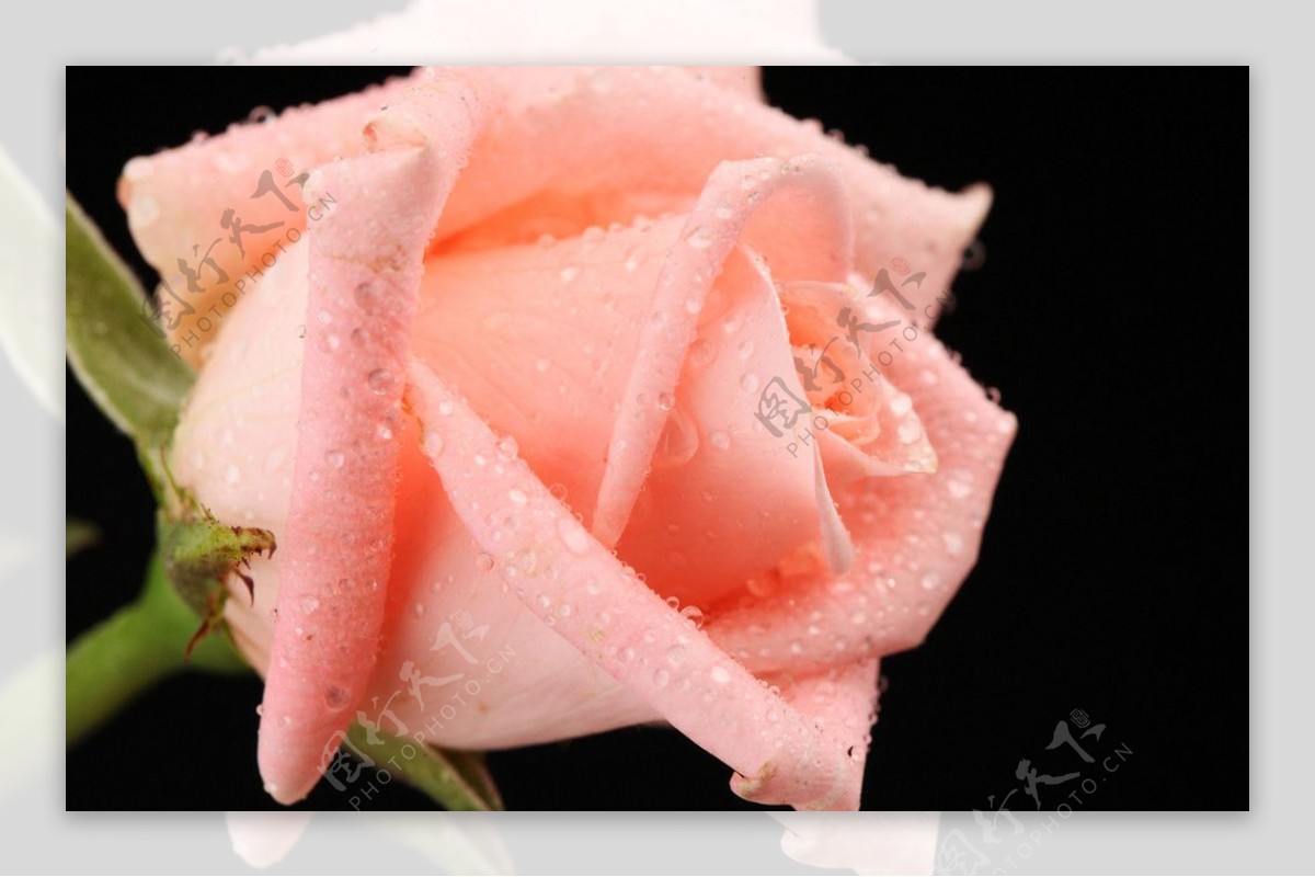 粉红玫瑰花图片
