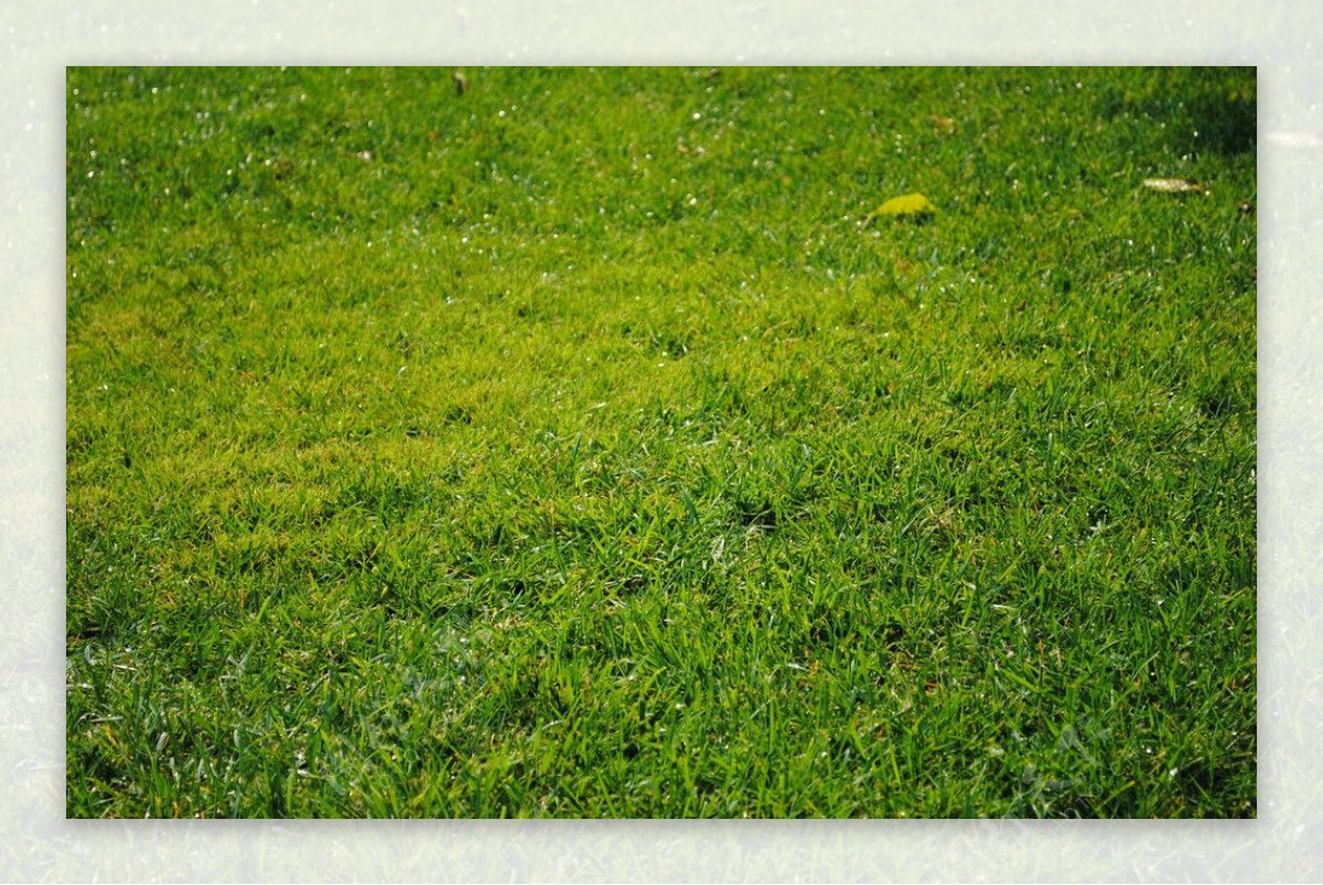 青翠绿草坪图片
