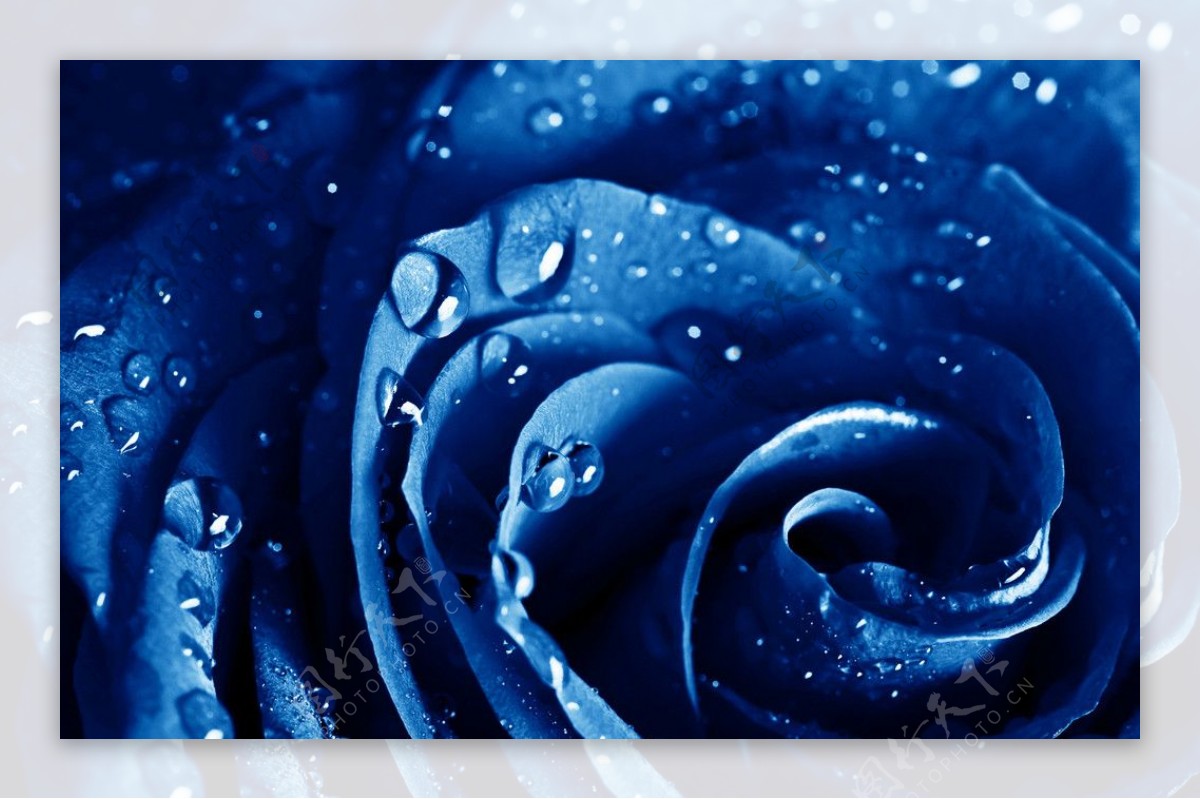 蓝玫瑰水珠水滴露水图片