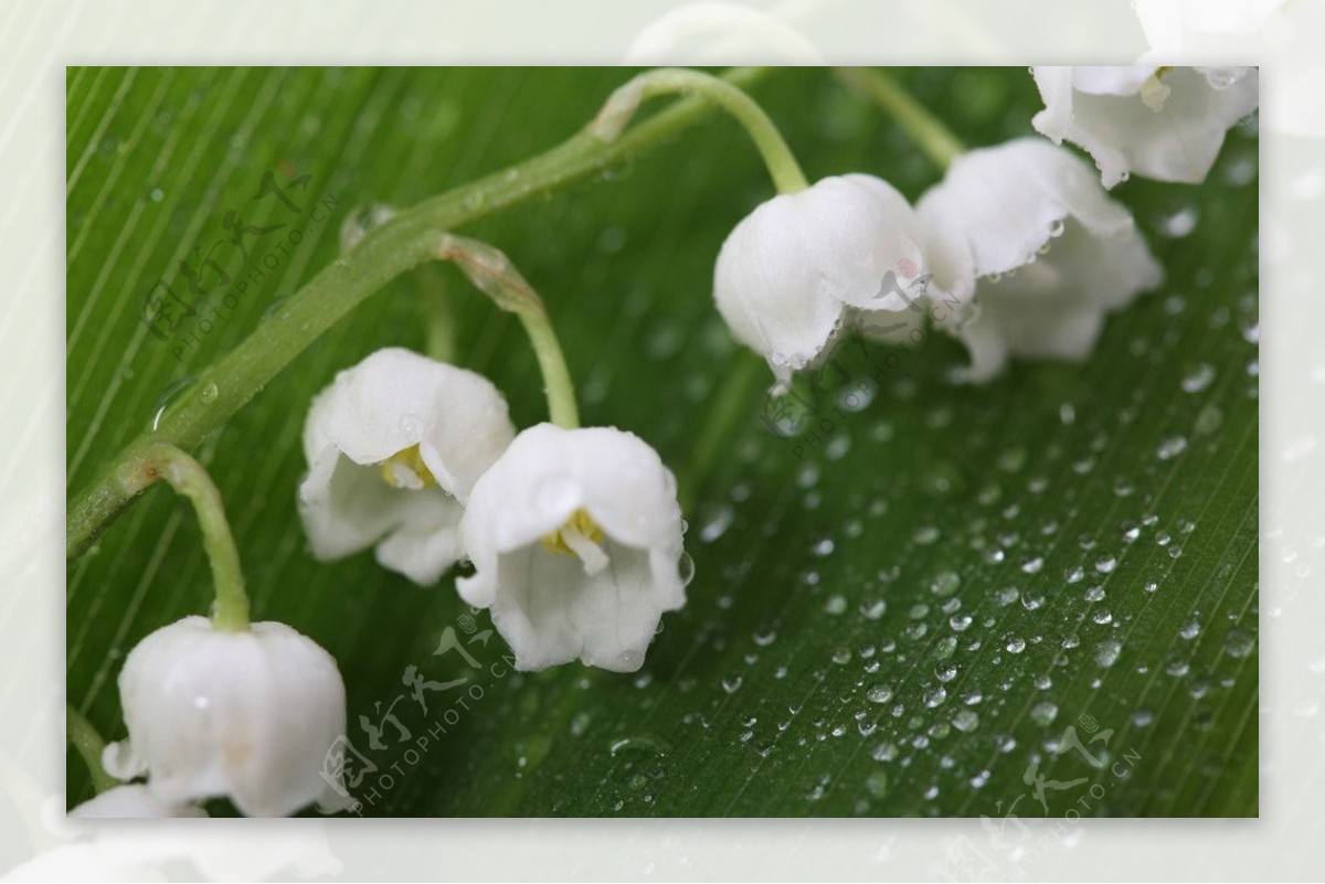 小白花图片