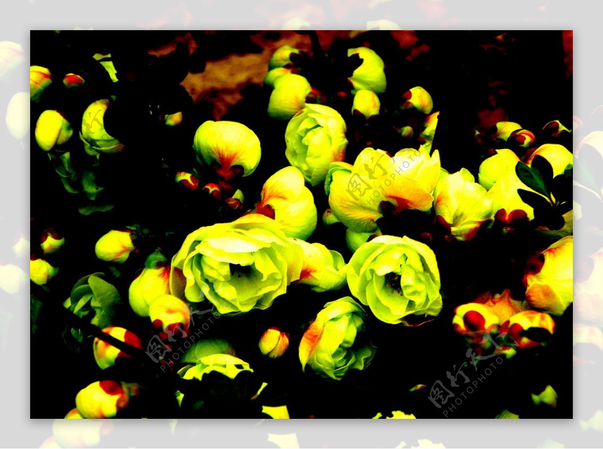 绿海棠图片